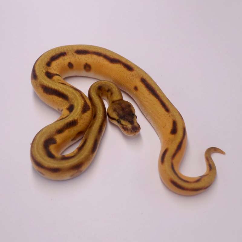 F orange dream enchi genetic stripe