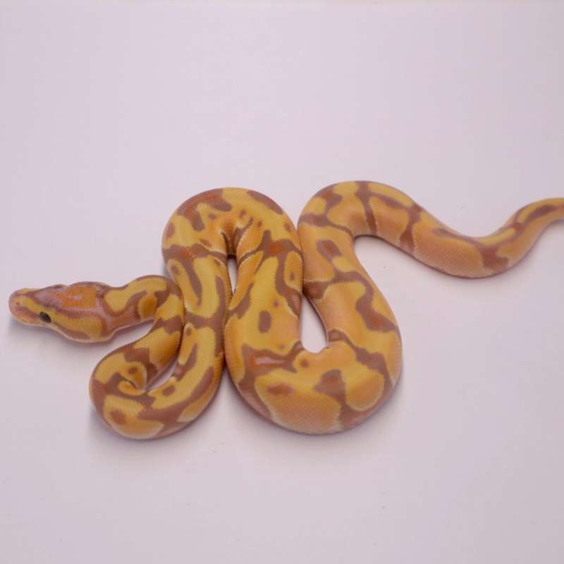 M banana enchi orange dream het genetic stripe