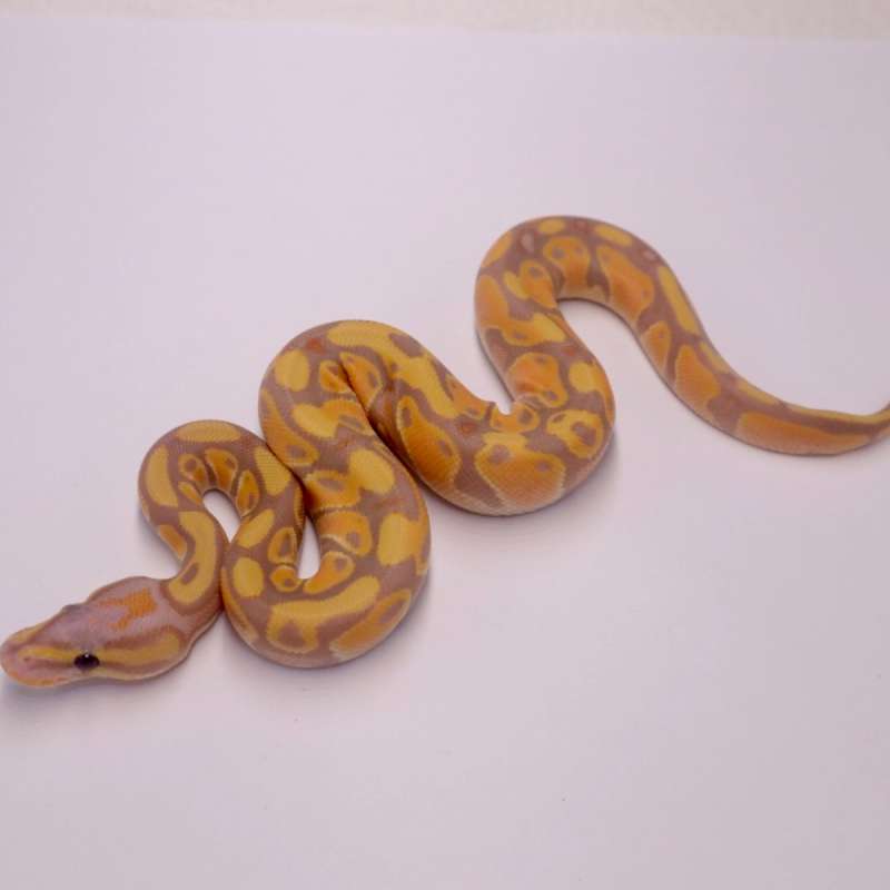 M orange dream banana het genetic stripe