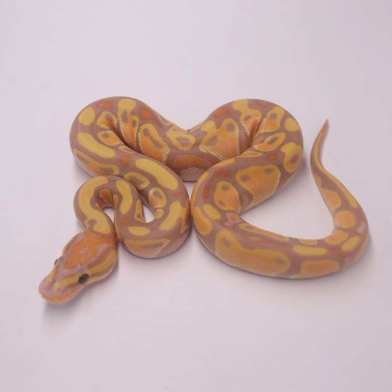 F orange dream banana het genetic stripe