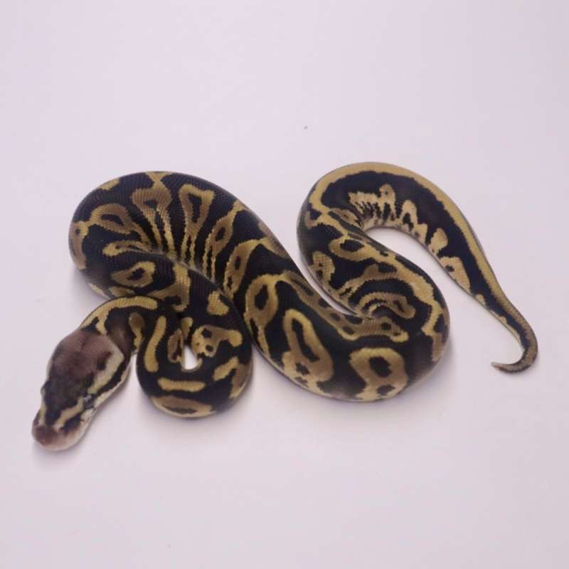 F pastel leopard het axanthic poss het pied