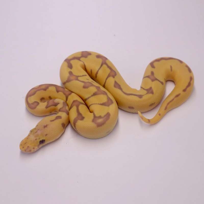 F banana pastel enchi clown poss confusion