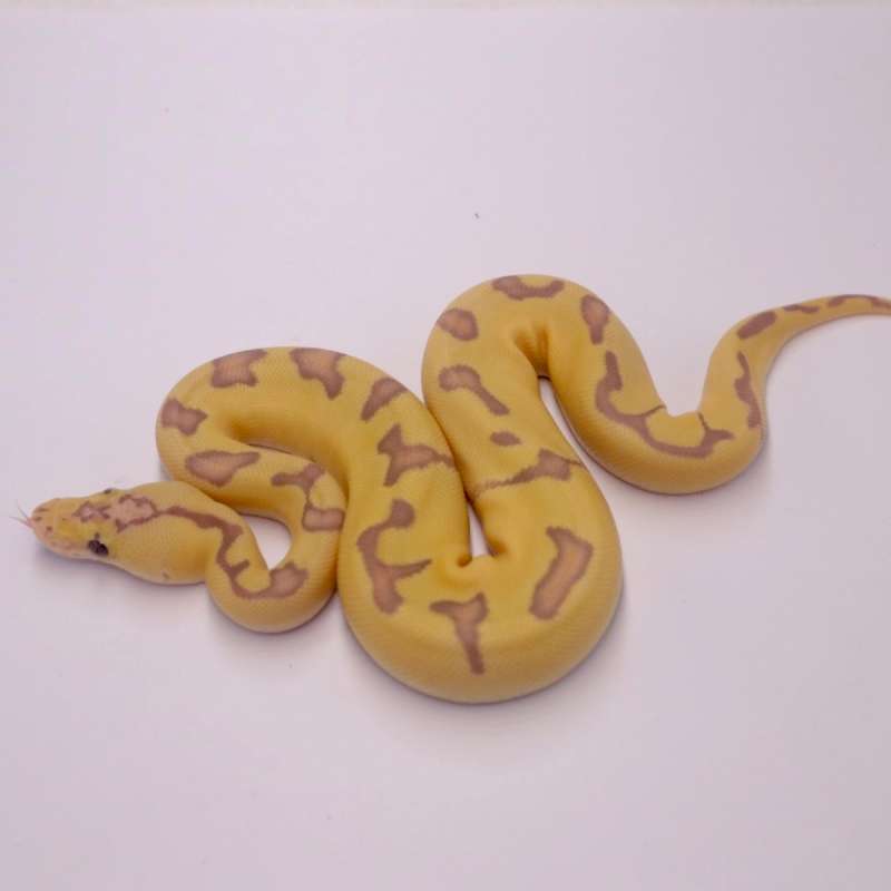 F banana pastel enchi clown