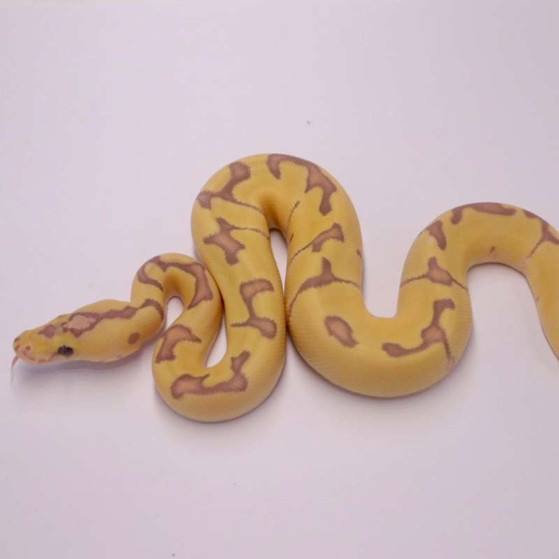 F banana pastel enchi clown