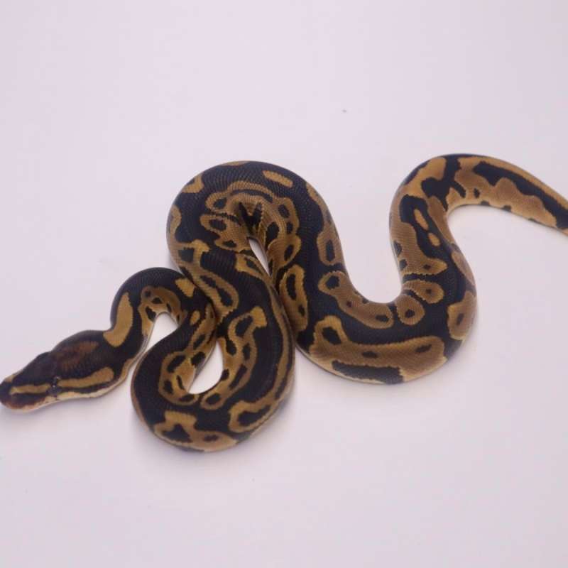 M leopard het clown