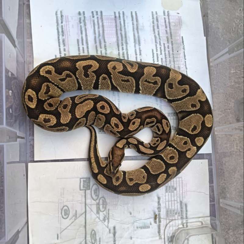 BP Normal Female