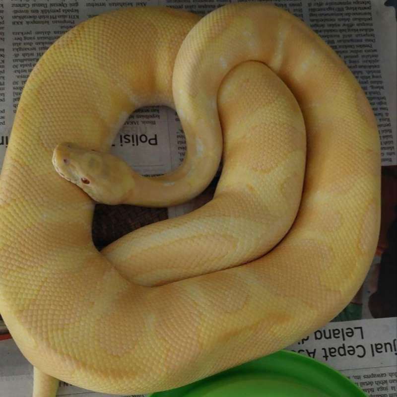 Albino Leopard Female