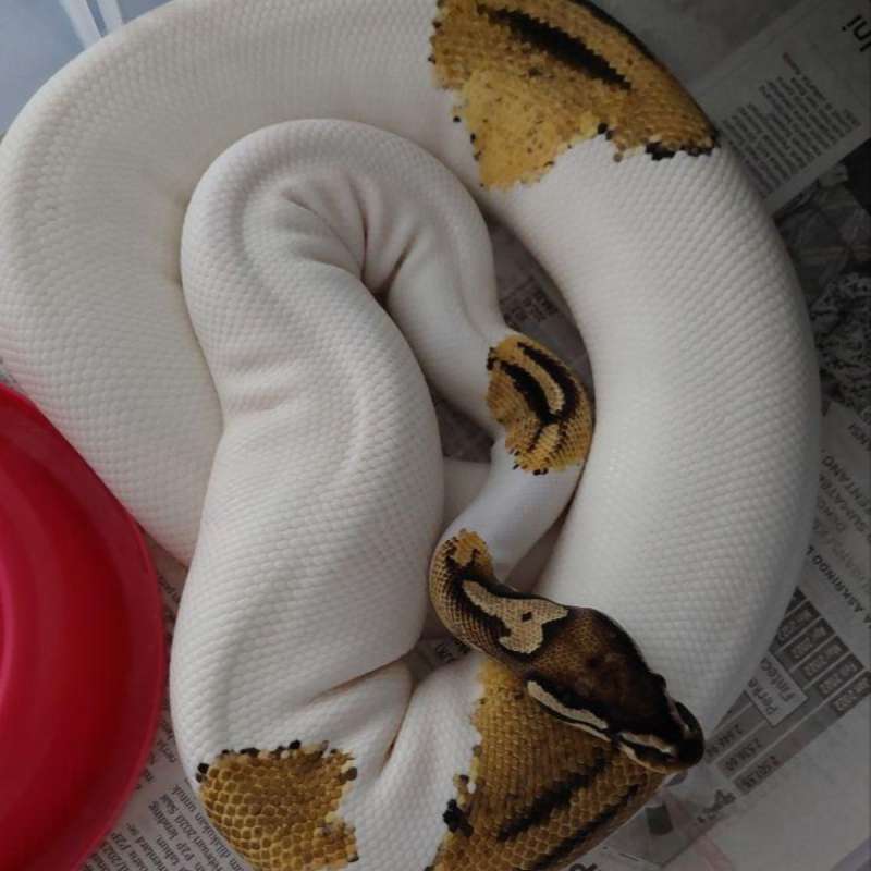 ODYB Pastel Pied Female