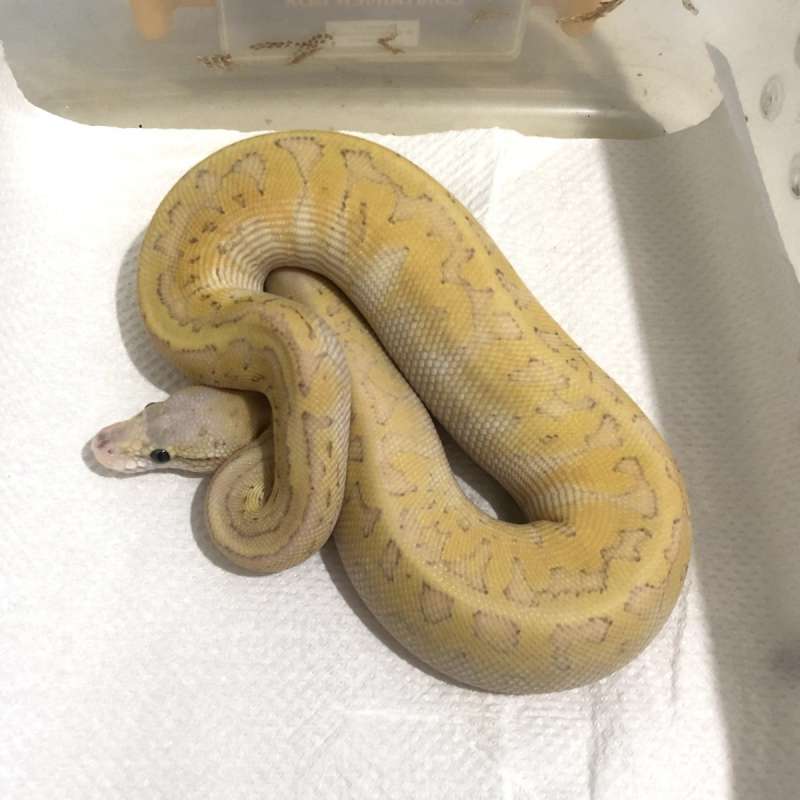 M Pastel Lesser Pins YB het TSK Axa 50  het Clown