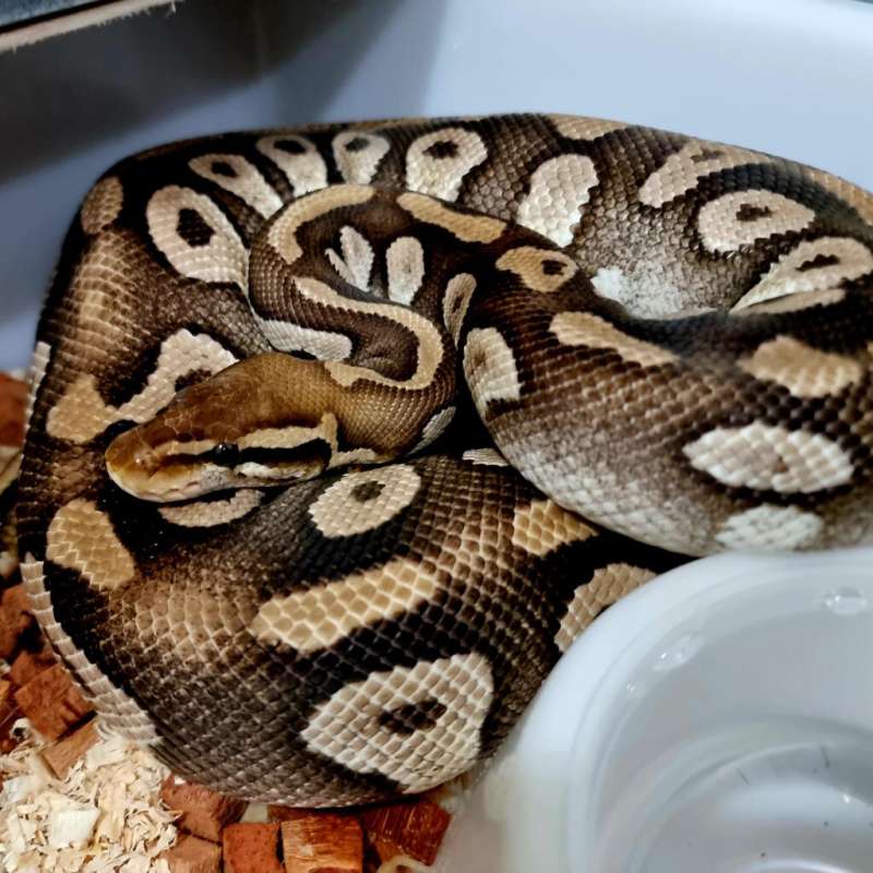 Female indukan Pastel Mojave