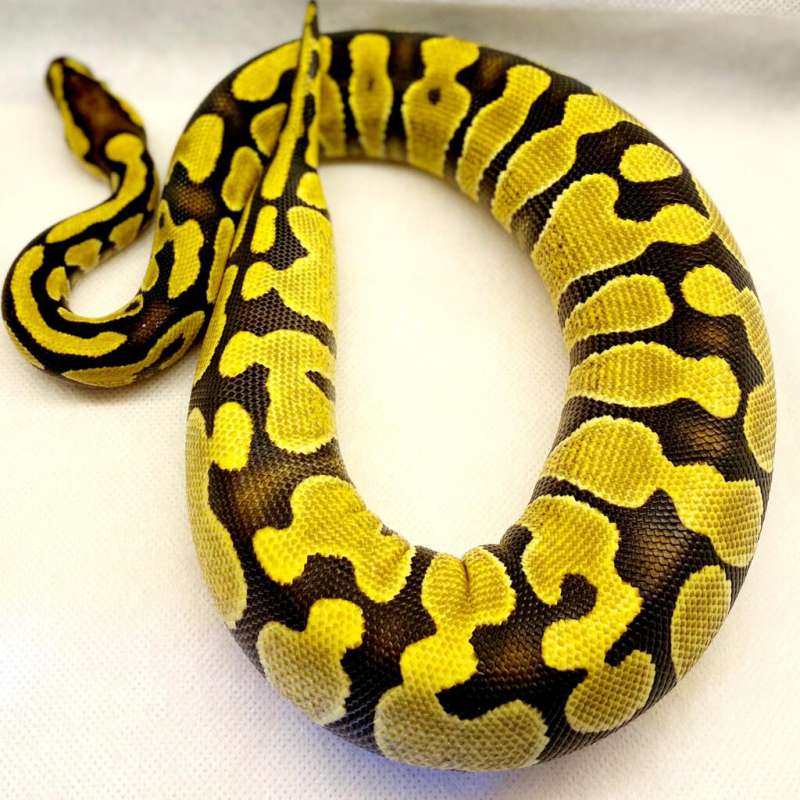 Female YB enchi het clown