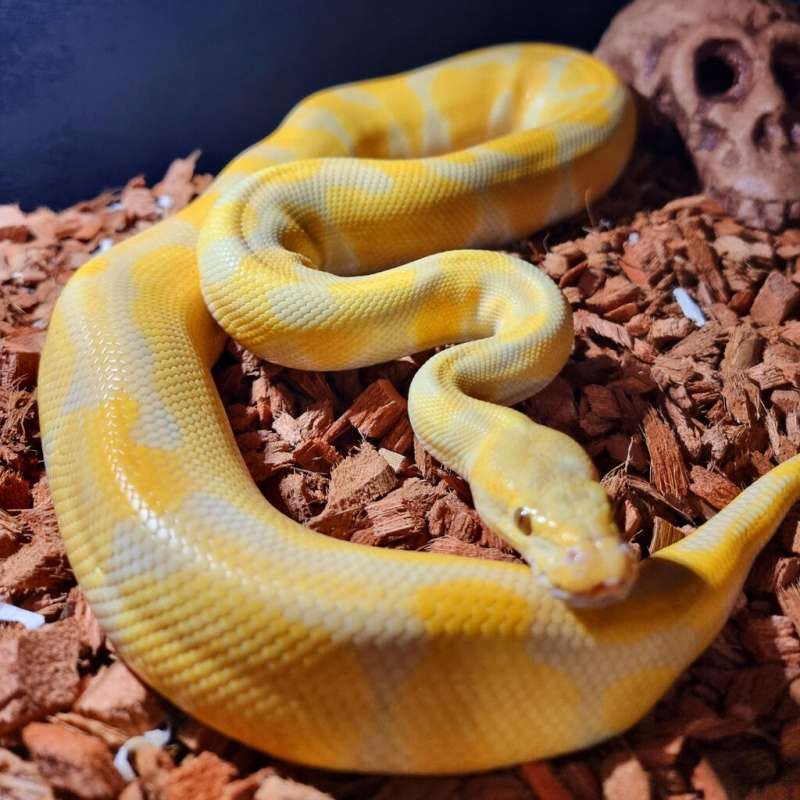 Male indukan enchi albino