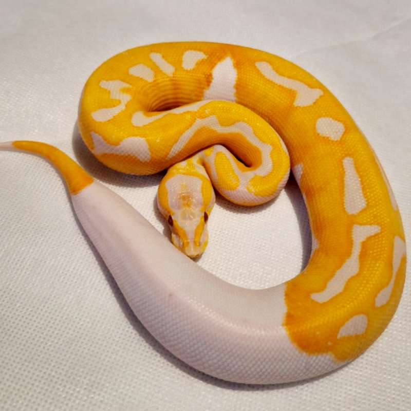 Male lavender pied