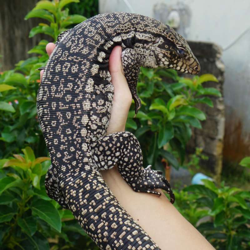 Tegu Red x Blue