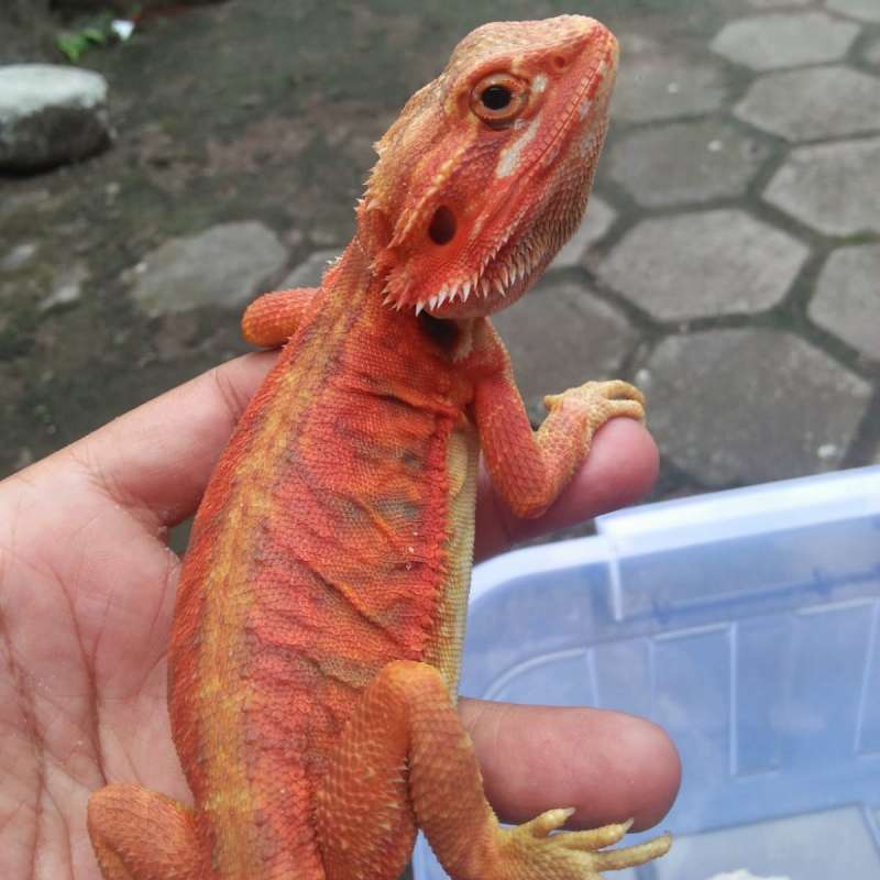 bearded dragon  super red hypo trans leatherback