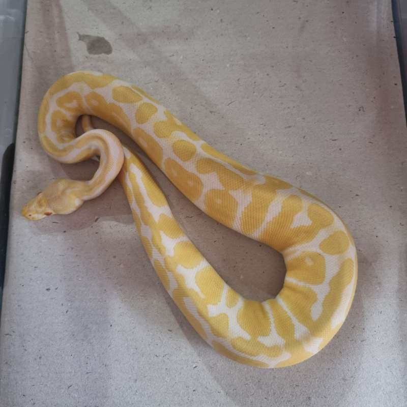 0.1 Albino Pastel PH Clown