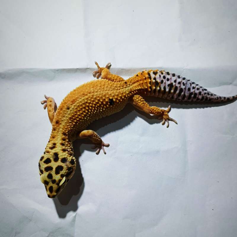 Emerine red stripe het tremper