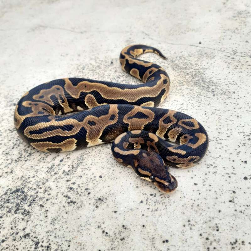 Bp Leopard Het Clown