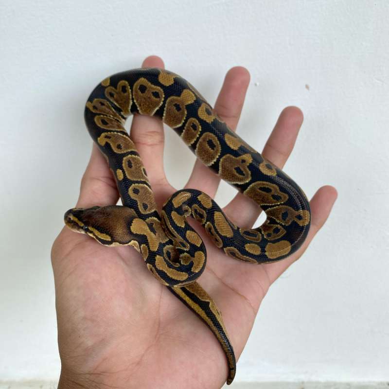 F Het Albino Ball Python Female