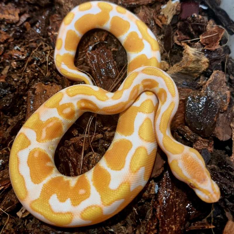 Male Enchi black pastel lavender ph pied