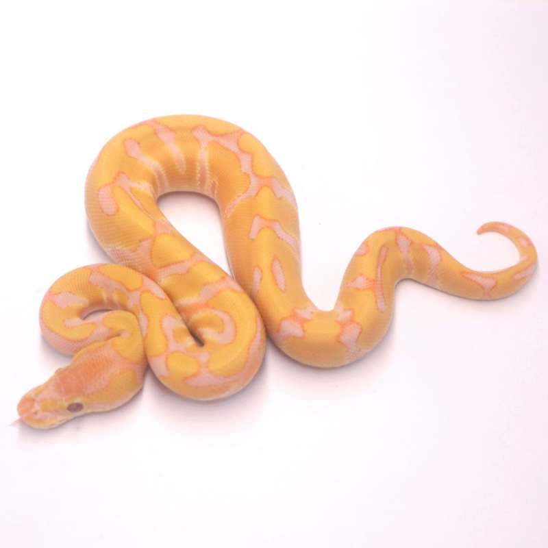 F enchi lavender het clown