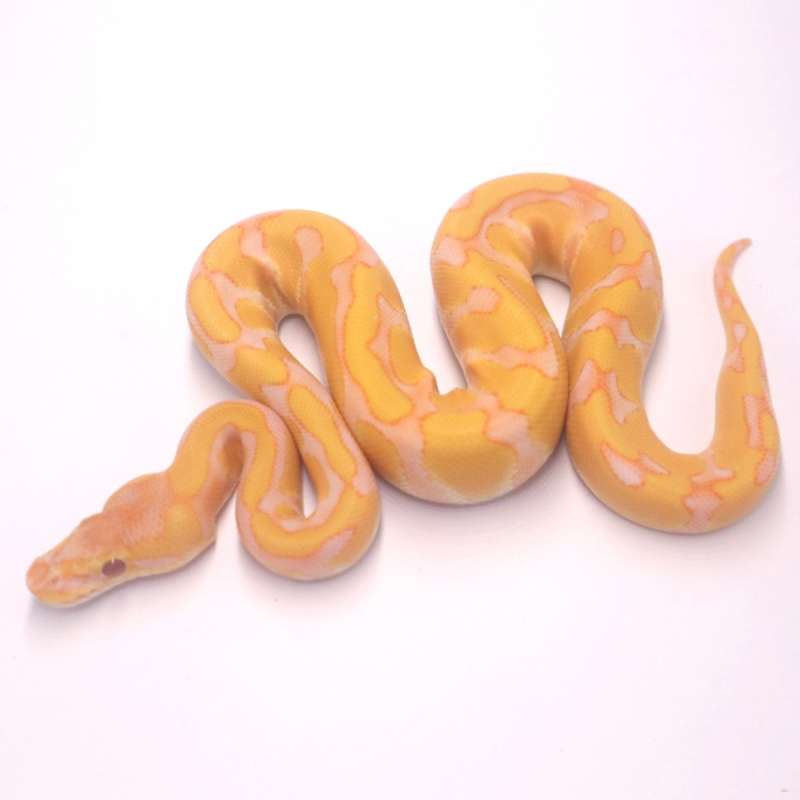 F enchi lavender het clown