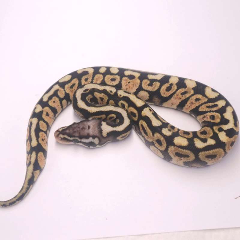 F pastel spotnose poss het desert ghost axanthic