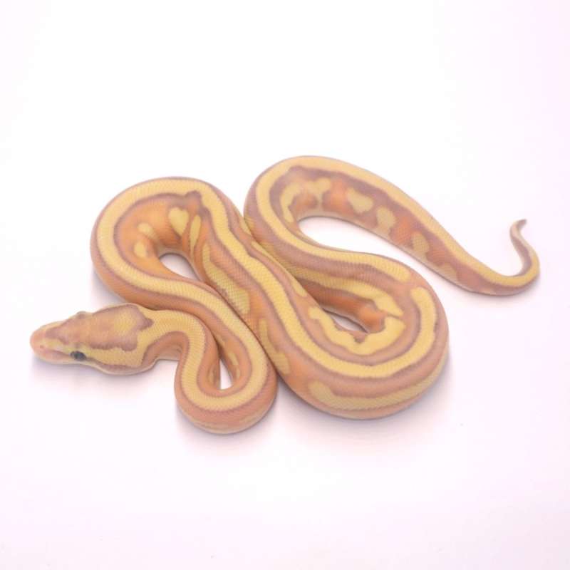 F banana lesser tristripe