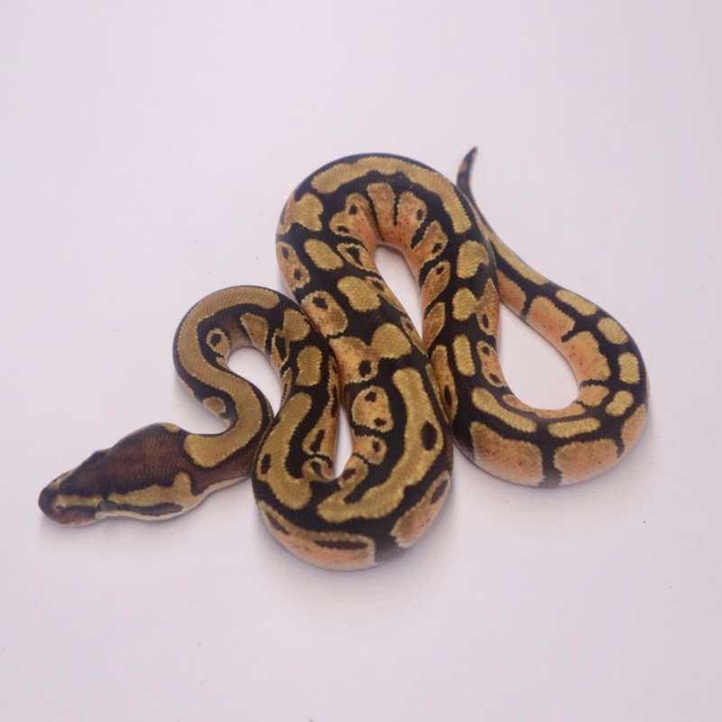 M enchi poss het tristripe