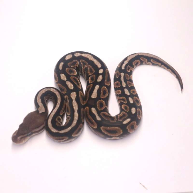 M cinnamon spotnose het clown