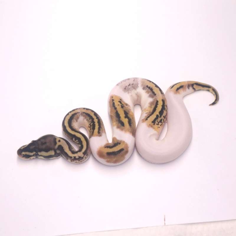 F pastel leopard pied het axanthic paradox