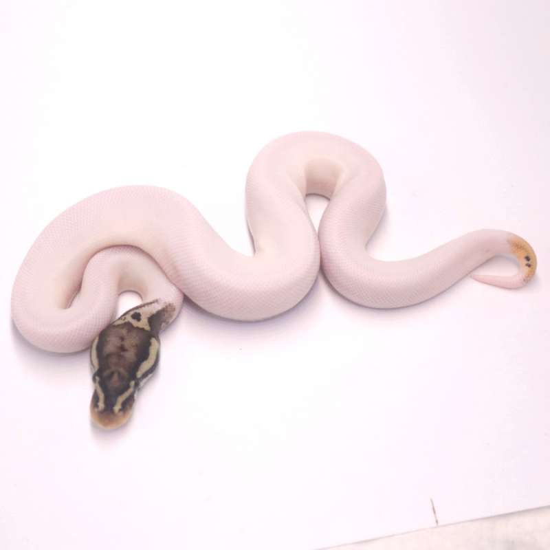 M pastel leopard pied het axanthic