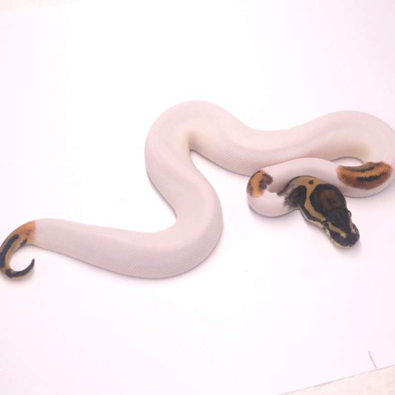 F leopard pied het axanthic