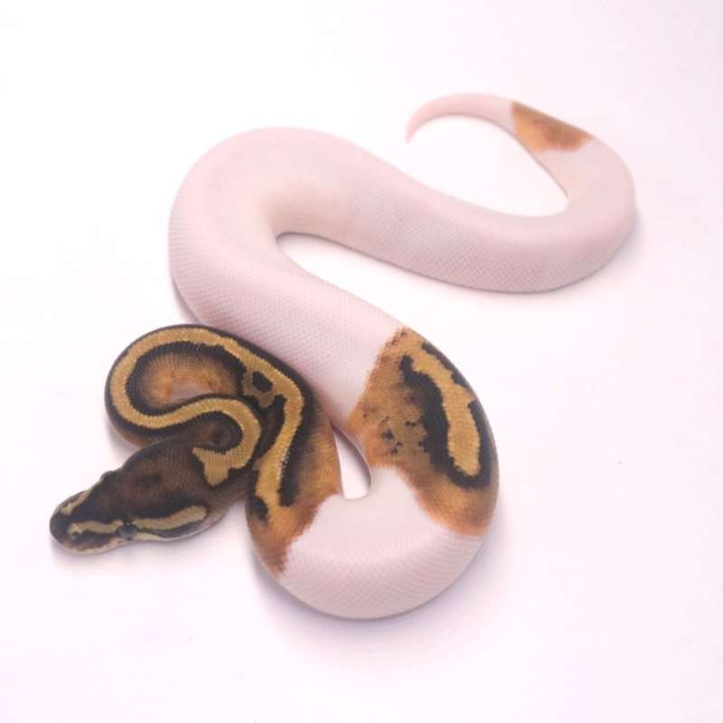 M pied het axanthic