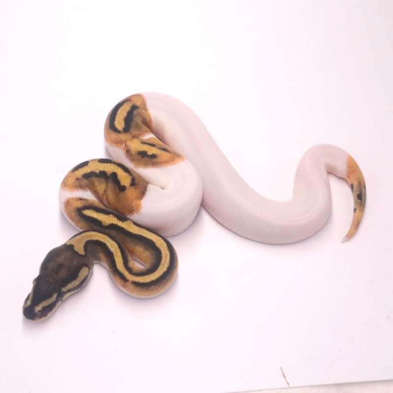 F pied het axanthic