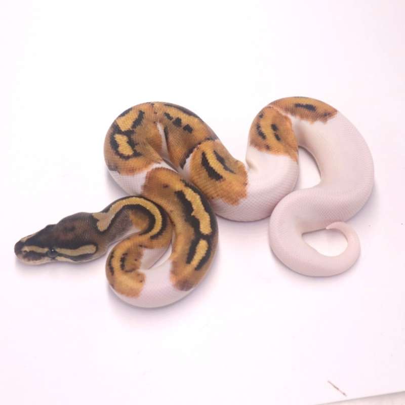 F pied het axanthic