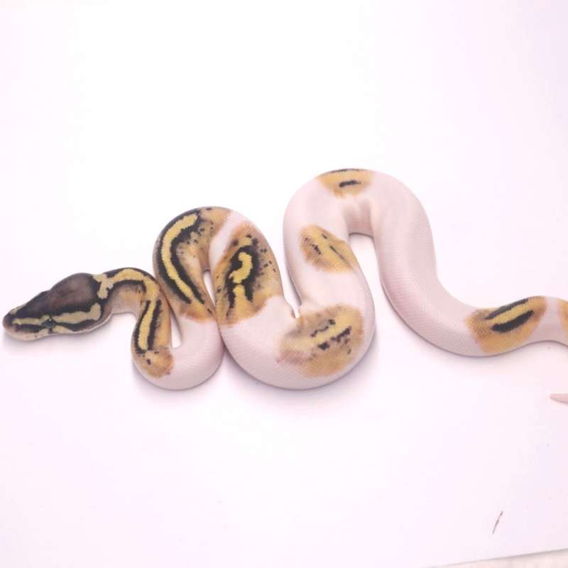 M pastel pied het axanthic