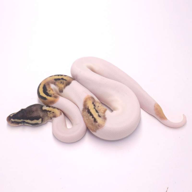 M pastel pied het axanthic