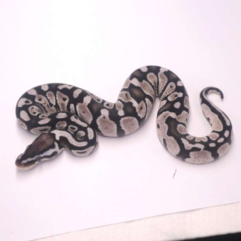 M pastel axanthic het pied