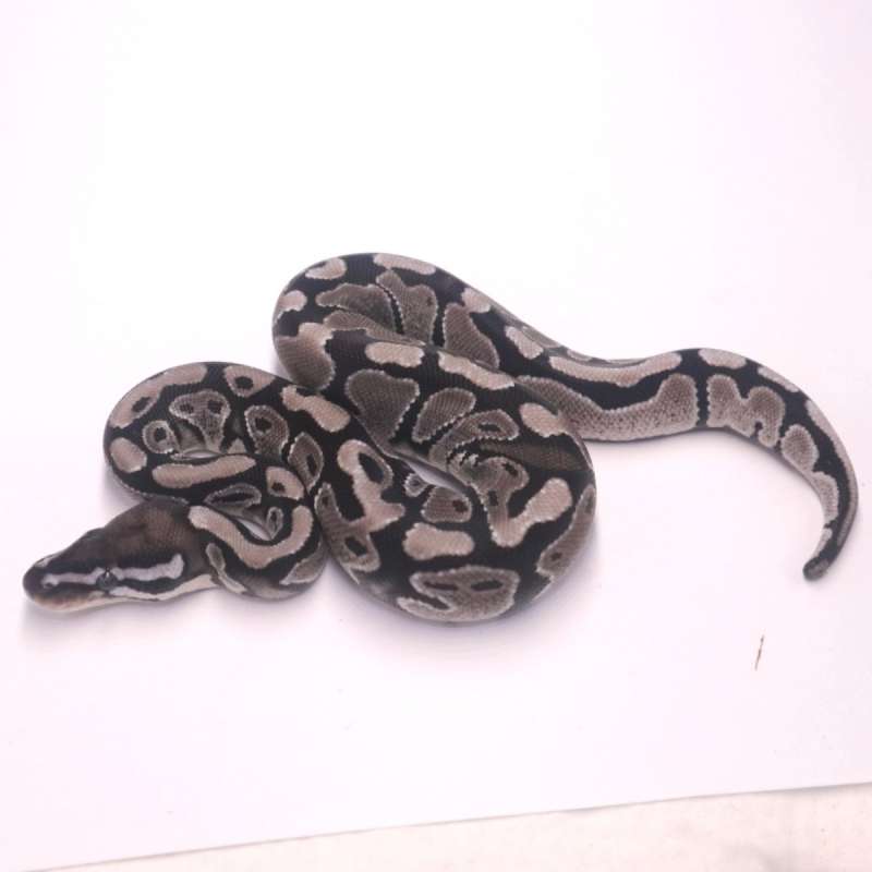 M axanthic het pied