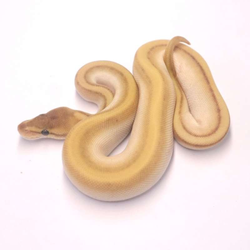 M lesser orange dream genetic stripe