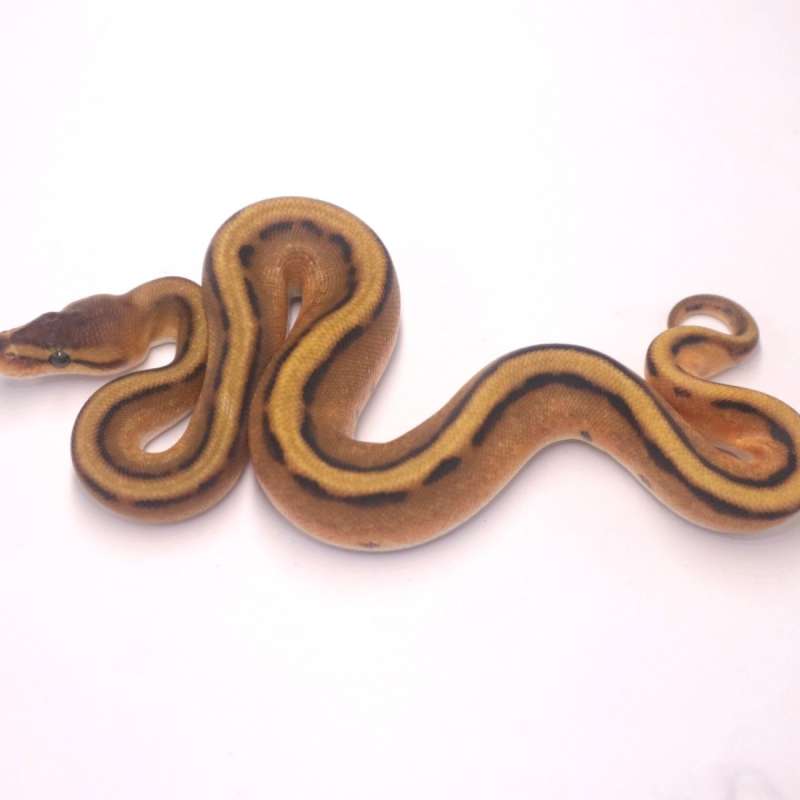 M orange dream genetic stripe