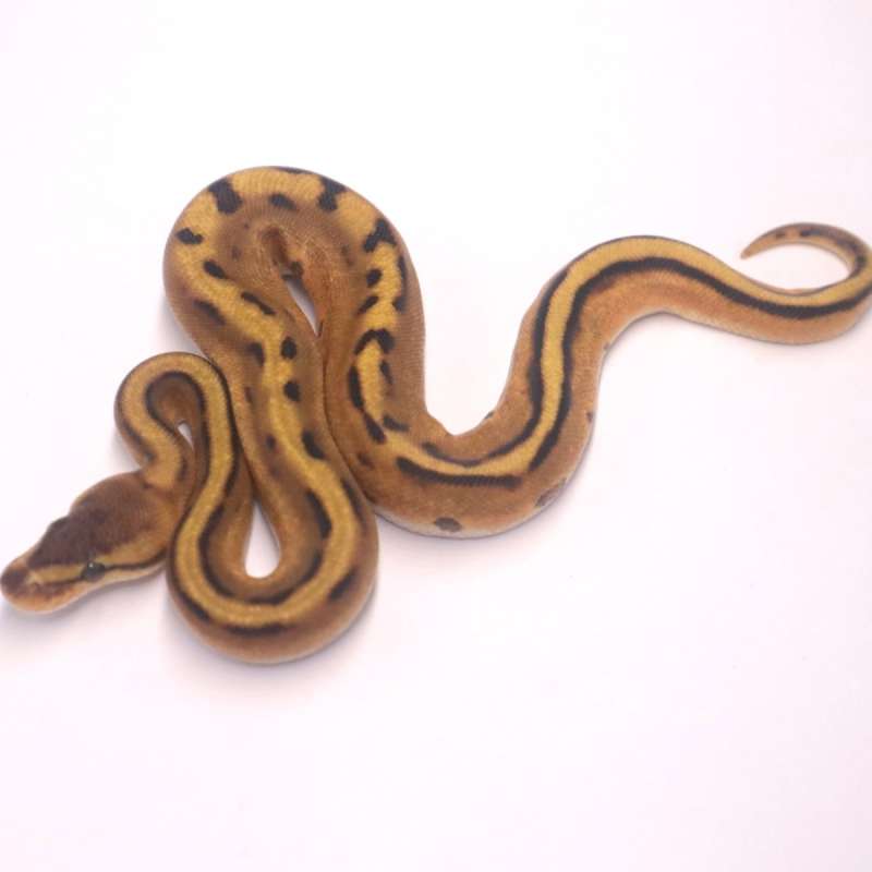 M orange dream genetic stripe