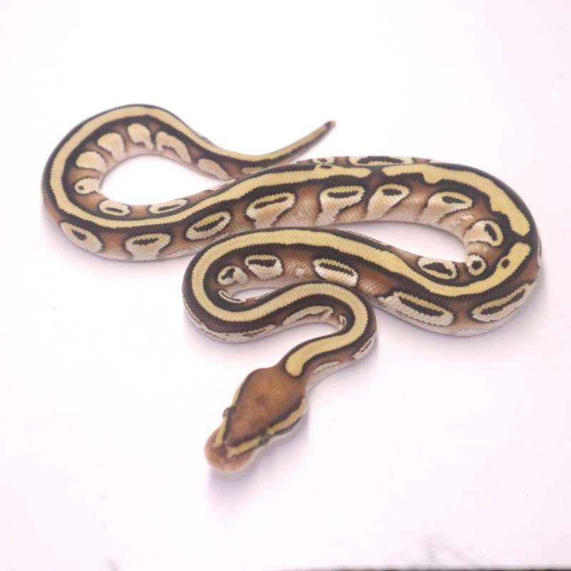 M lesser orange dream het genetic stripe