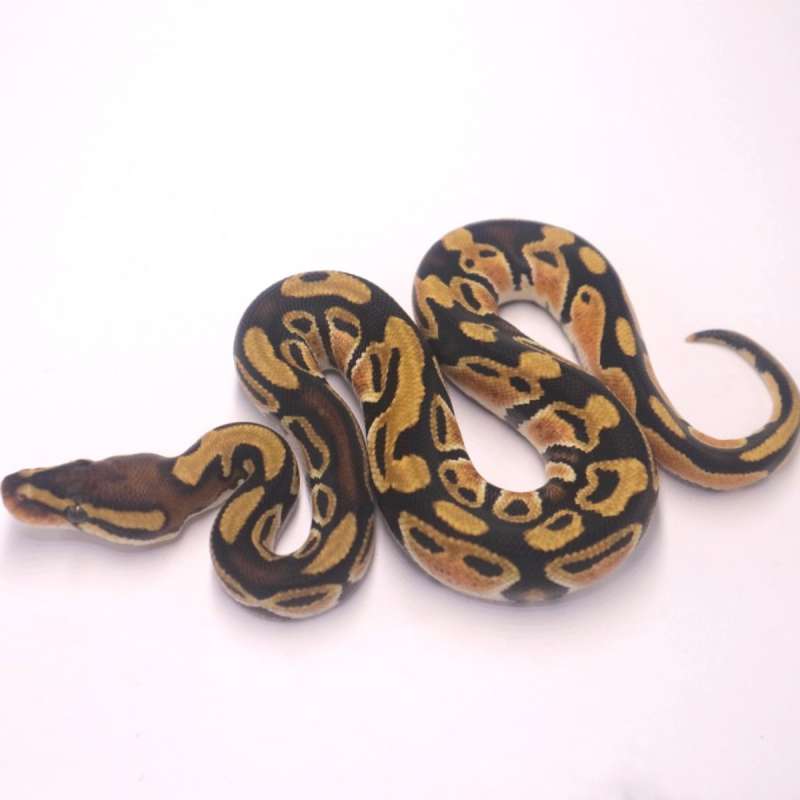 M orange dream het genetic stripe