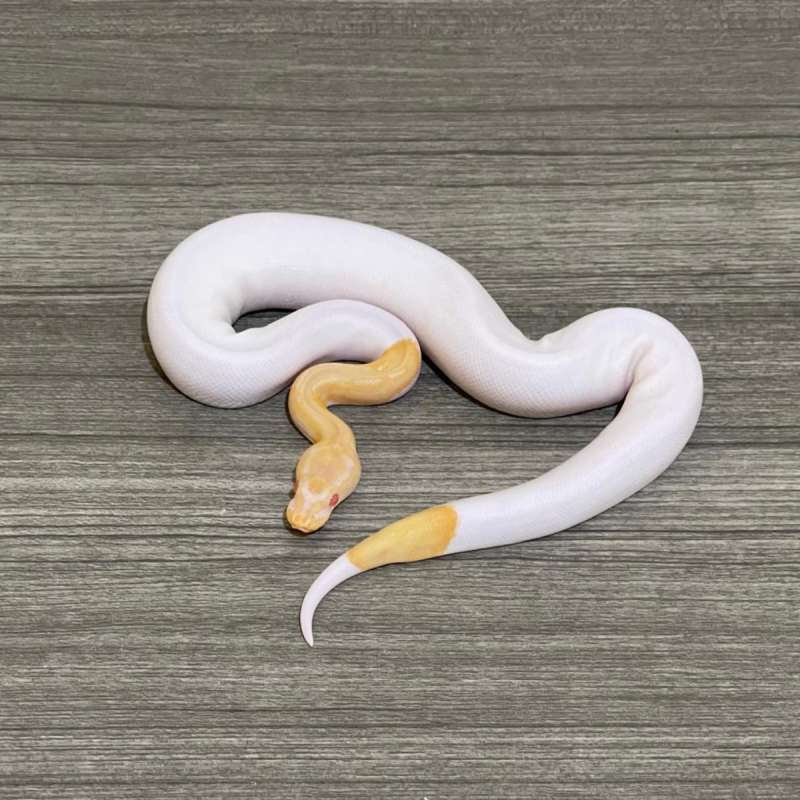 1.0 HI WHITE ALBINO PIED