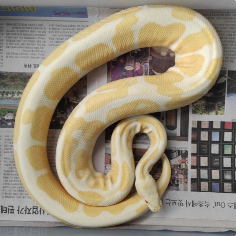 2 bulan lagi siap kawin!!! f albino 2,9kg