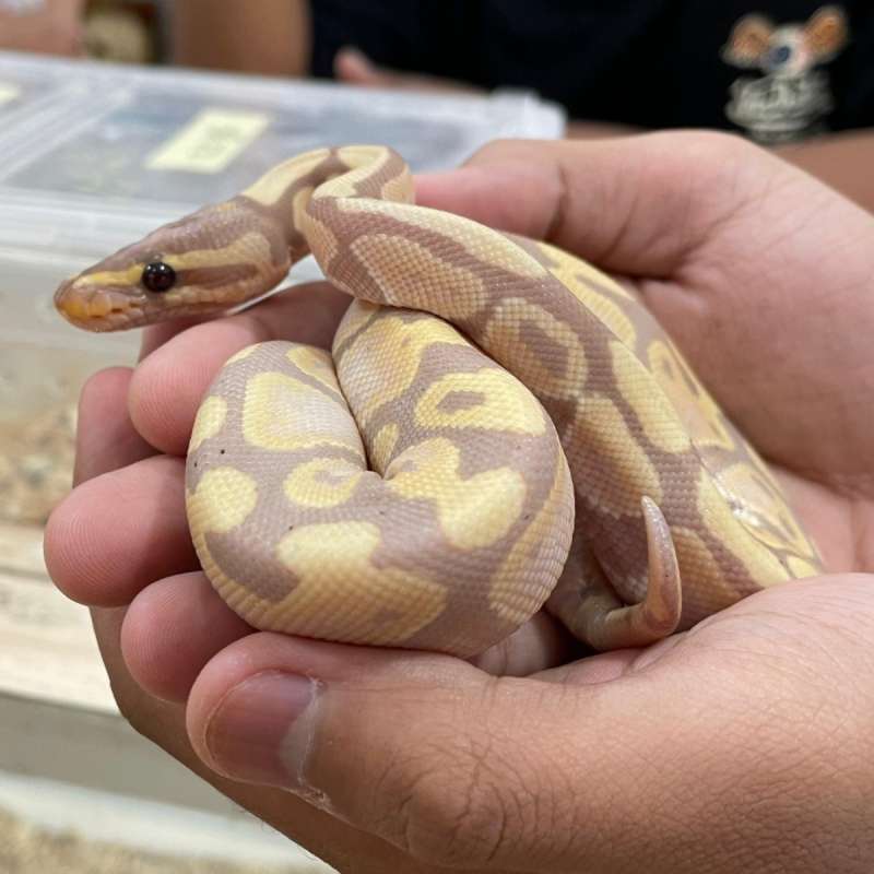 Ball Python Banana Male