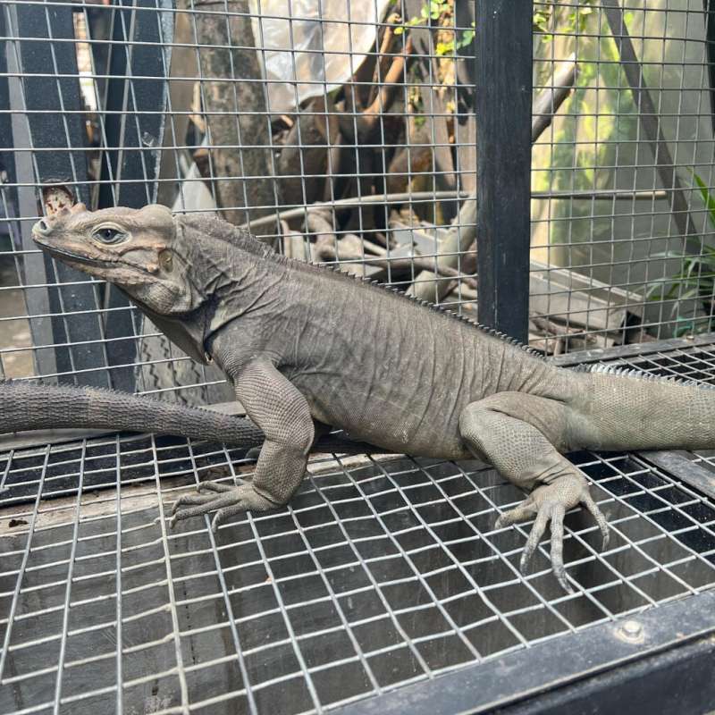 Rhinoceros Iguana Rhino Cyclura Cornuta