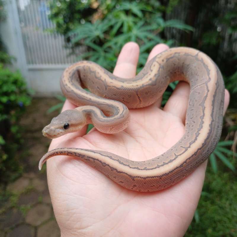 BP Ghost Cinny Pinstripe